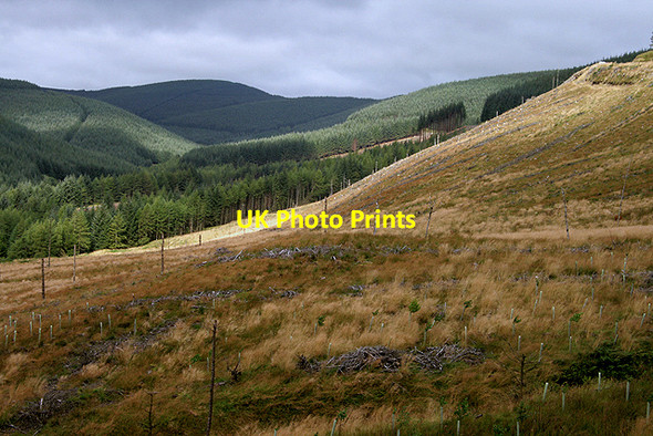 Photo 6"x4" An old clear fell area at Clagberry Sike Carlesgill Hill c2011