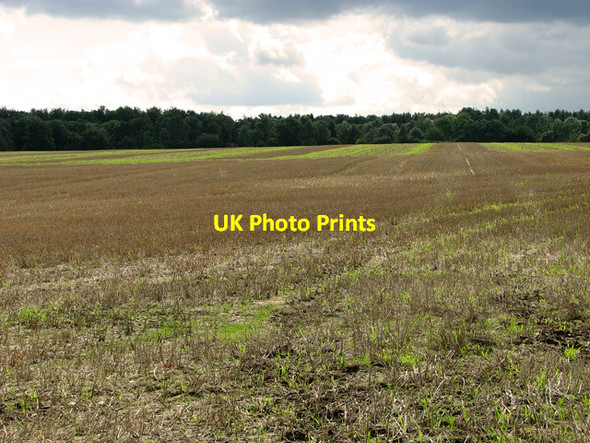 Photo 6"x4" Belvue Plantation, Briningham Briningham c2011