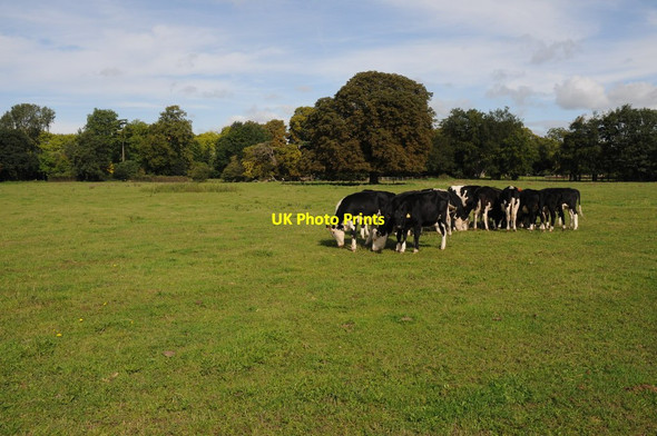 Photo 6"x4" Cattle in a field near Datchet Windsor\/SU9676 c2011