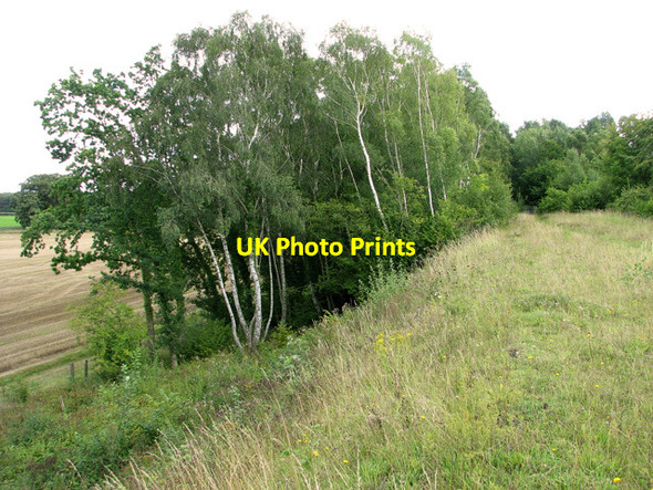 Photo 6"x4" Silver birches growing on railway embankment, Narborough Narborough\/TF7412 c2011