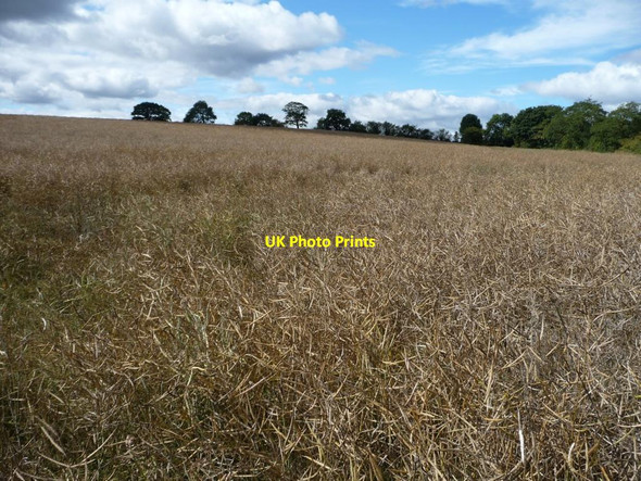 Photo 6"x4" Waiting for the harvest Barnbow Carr c2011