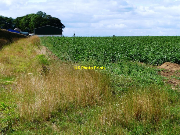Photo 6"x4" Vegetable crop on Barnbow Carr Barnbow Carr c2011