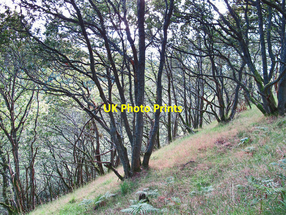 Photo 6"x4" Oakwood in Dunning Glen Dunning c2011