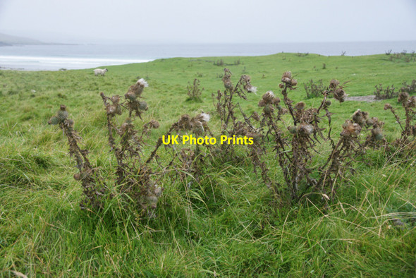 Photo 6"x4" Autumnal thistles in August, Easting beach Mailand c2011