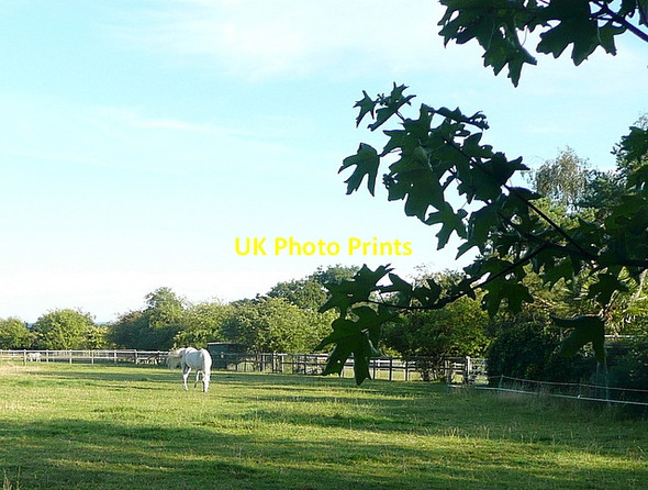 Photo 6"x4" The last paddock in Oxfordshire Littlestead Green c2011