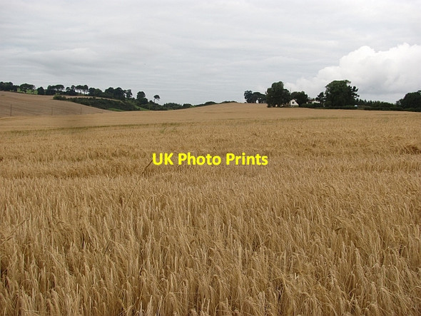 Photo 6"x4" Barley, Bonhard Bo'ness c2011