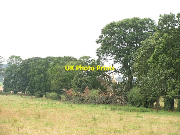Photo 6"x4" Fallen branch, Haugh Burn Linlithgow c2011