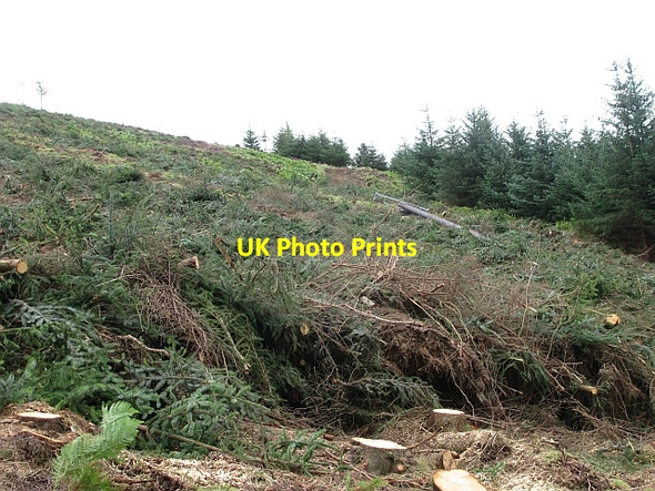 Photo 6"x4" Clear felled strip, Rough Side Rachan Mill c2011