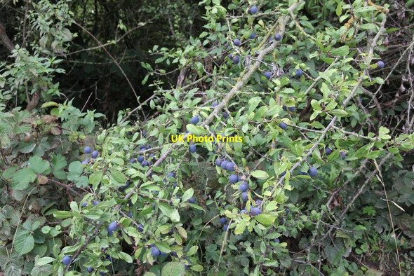 Photo 6"x4" Fruit on the Byway Moulsford c2011
