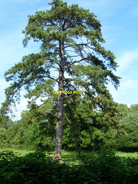 Photo 6"x4" Tree at Wiston House Hole Street c2011