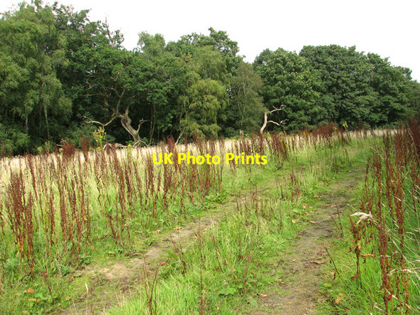 Photo 6"x4" Track through Short Tree Plantation Castle Rising c2011
