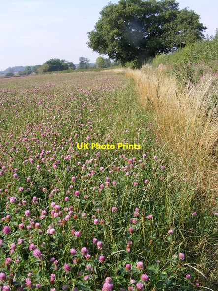 Photo 6"x4" Clover Path Crowle Green c2011