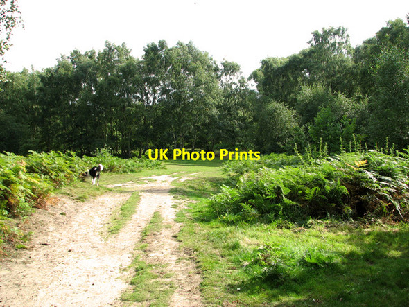 Photo 6"x4" Footpath on Dersingham Common Dersingham c2011