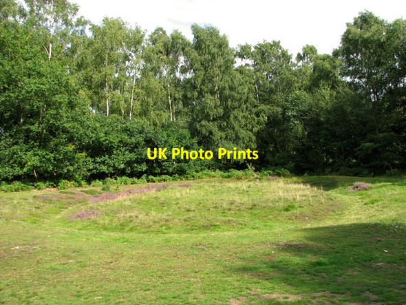 Photo 6"x4" Heather flowering on Dersingham Common Dersingham c2011