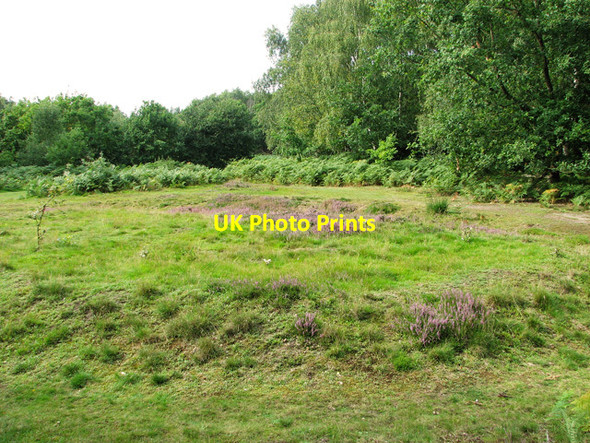 Photo 6"x4" A clearing on Dersingham Common Dersingham c2011