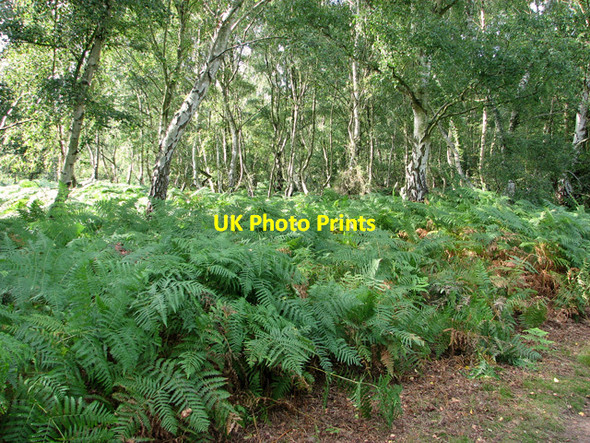 Photo 6"x4" Birch trees and bracken on Dersingham Common Dersingham c2011