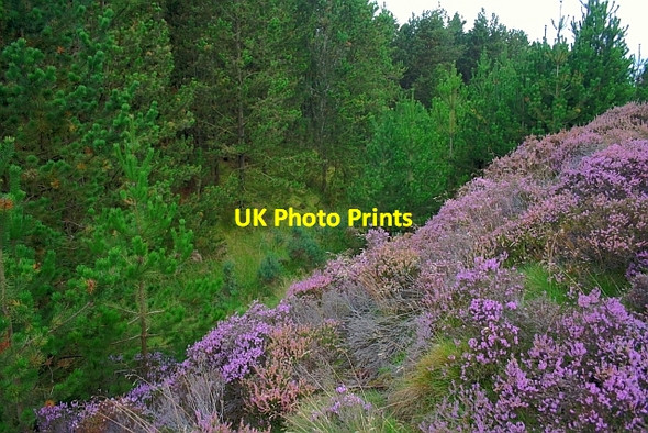 Photo 6"x4" Old Whinstone Quarry Blea Hill Beck c2011
