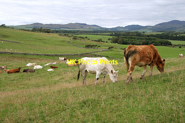 Photo 6"x4" Farmland at Airds Airds Point\/NX8248 c2011