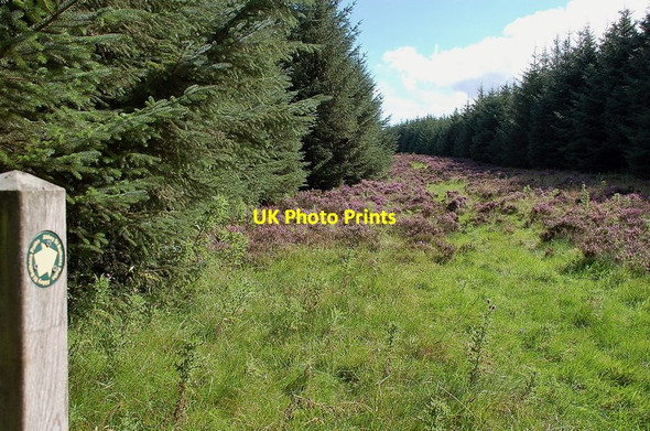 Photo 6"x4" Forest ride, Hen Toe Burn Wood Lodge Wood\/NT7358 c2011