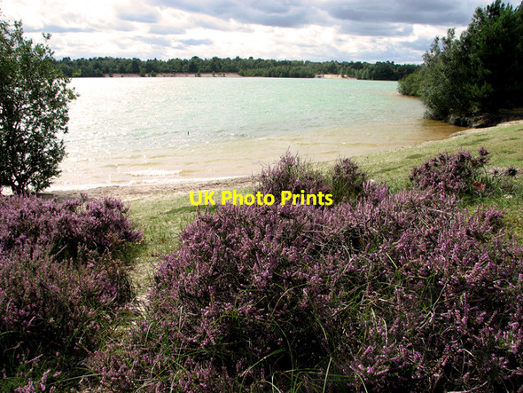 Photo 6"x4" Heather above the lake, Bawsey Country Park Leziate c2011