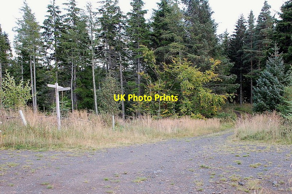 Photo 6"x4" Track junction in Jeanie's Wood Gavinton c2011