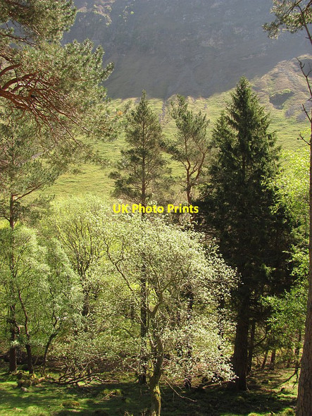 Photo 6"x4" Woodland by Forest Lodge Forest Lodge\/NN9374 c2011 P1