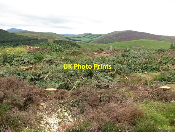 Photo 6"x4" Clear felled strip, Rough Side Rachan Mill c2011