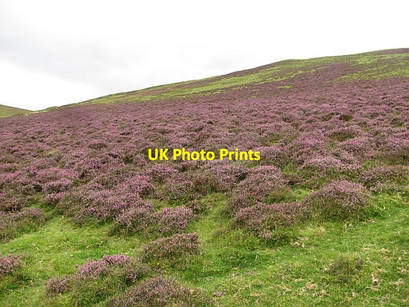 Photo 6"x4" Heather on Forside Hill Roberton\/NS9428 c2011