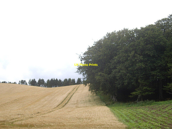 Photo 6"x4" Woodland edge with cereal and hay (August) Rhynie\/NJ4927 c2011