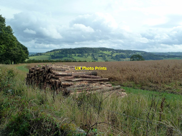 Photo 6"x4" Cut logs above the Wye Valley Rowsley c2011