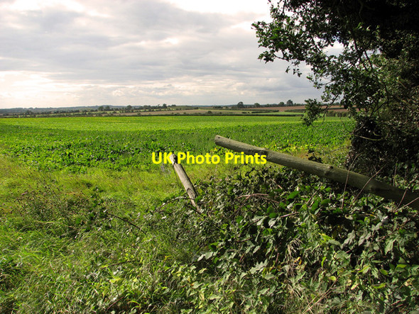 Photo 6"x4" Sugar beet crop west of Green Hill Wood, Gayton Gayton Thorpe c2011