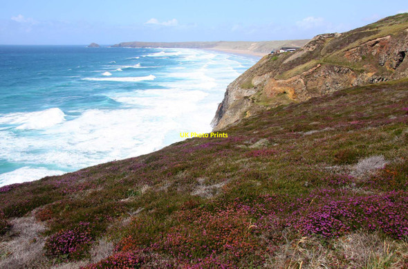 Photo 6"x4" Heather on the cliffs Perranporth c2011