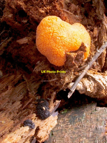 Photo 6"x4" A slime mould - Tubifera ferruginosa Dumbarton c2011