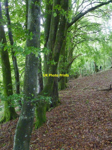 Photo 6"x4" Hilton, boundary trees Hilton\/ST7803 c2011