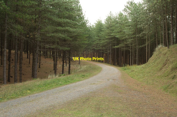 Photo 6"x4" Forest Track Pen-l\u00f4n c2011