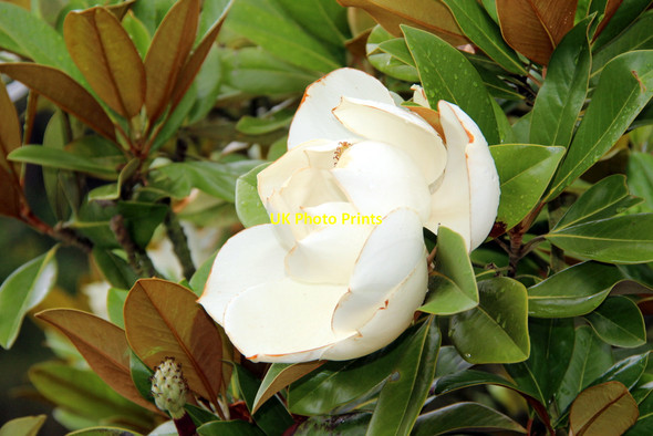 Photo 6"x4" Magnolia Grandiflora Ashbank\/TQ8253 c2011