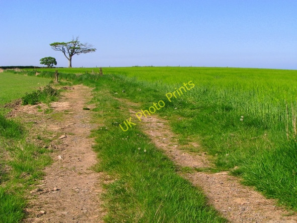 Photo 6"x4" Track near Bangor [1] Crawfordsburn c2008