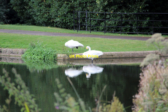 Photo 6"x4" Whooper Swans (Cygnus cygnus) Ashbank\/TQ8253 c2011