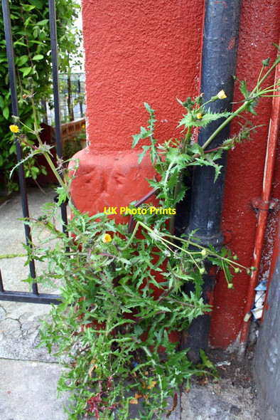 Photo 6"x4" Benchmark on #81 London Road Carlisle c2011