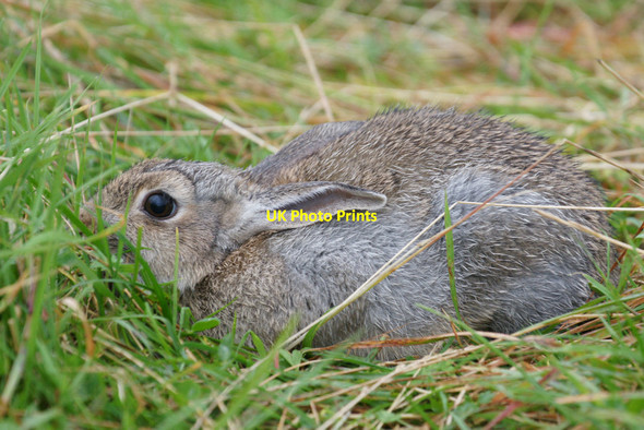 Photo 6"x4" Rabbit (Oryctolagus cuniculus), Norwick Kirkaton c2011