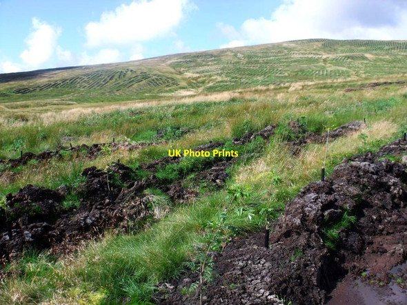 Photo 6"x4" Campsie Fells, new plantings Clachan of Campsie c2011