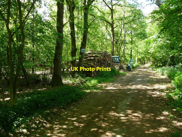 Photo 6"x4" Middleton - Logging Bransbury c2011