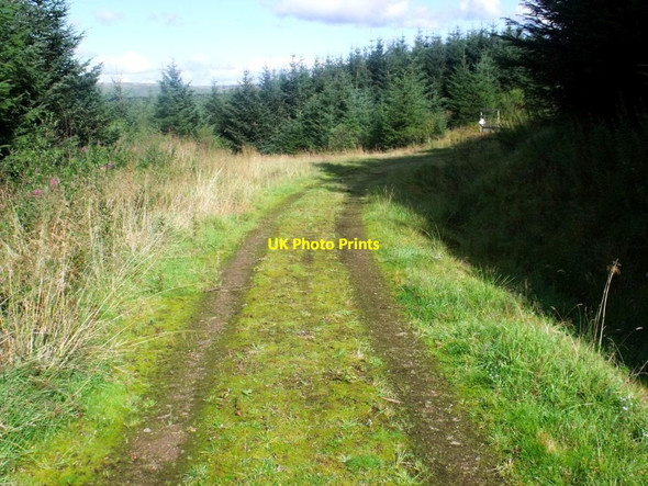 Photo 6"x4" Drove Hill, forestry tracks Lecket Hill c2011