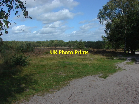 Photo 6"x4" Whitmoor Common Worplesdon c2011