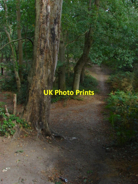 Photo 6"x4" Whitmoor Common Jacobs Well c2011 P1