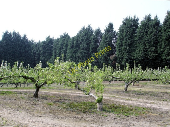 Photo 6"x4" Tattenhall - orchard beside the Eddisbury Way Newton\/SJ5059 c2008