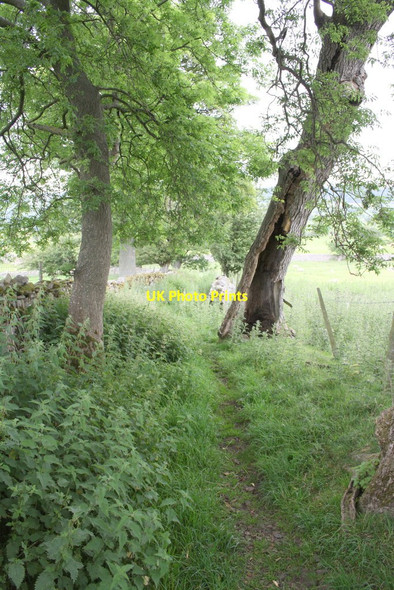Photo 6"x4" Tree with hollow trunk beside footpath Swinithwaite c2011