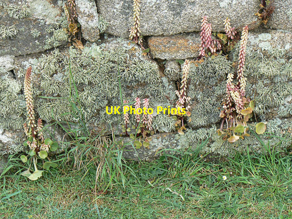 Photo 6"x4" Wall Pennywort on The Garrison, St Mary's Scilly Hugh Town c2011