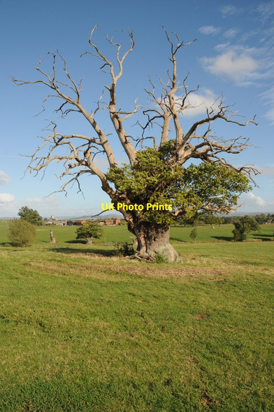 Photo 6"x4" Old oak, Forthampton Court Forthampton c2011