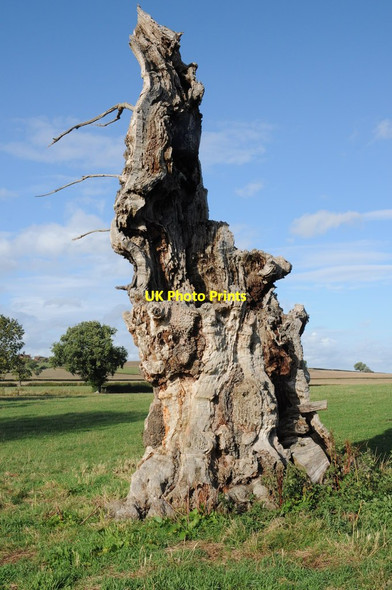 Photo 6"x4" Dead tree trunk Tewkesbury c2011